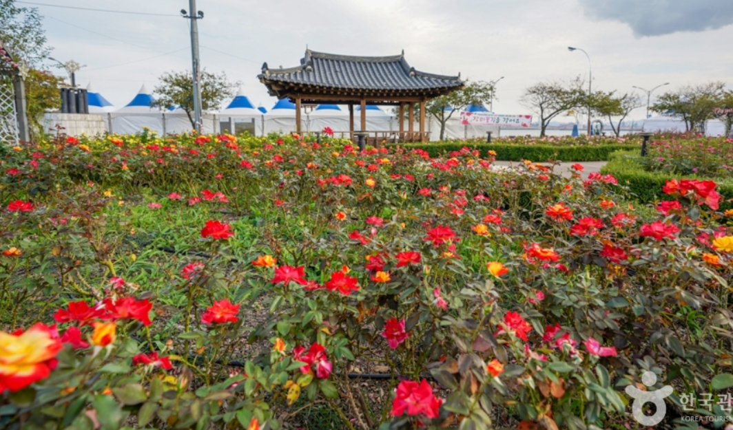 포항 영일대 장미원 다양한 장미가 만개한 사진