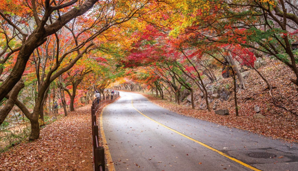 내장산 국립공원
