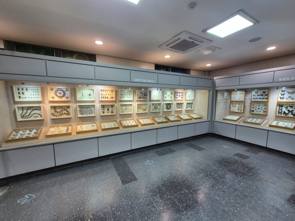 곤충식물원 내부, 벽면을 따라 유리 진열장 안에 전시된 다양한 곤충 표본들