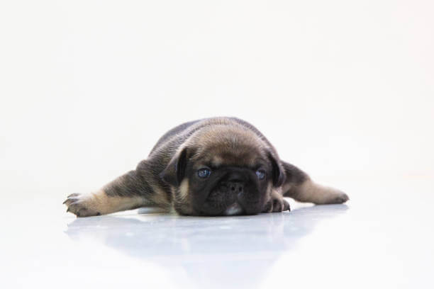 강아지 비만의 위험성