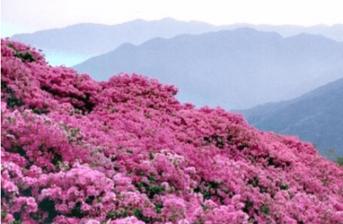 철쭉 축제 하는 곳