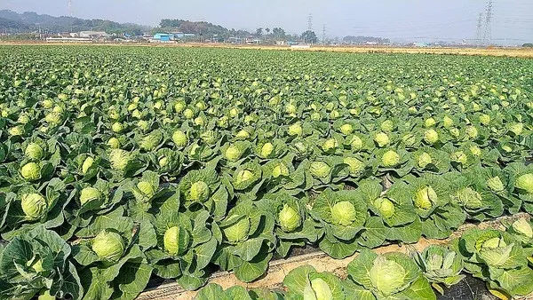양배추 재배 배추흰나비 방제 칼슘 결핍 예방_7