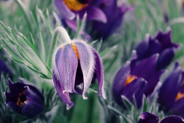 할미꽃-보는-꿈-해몽