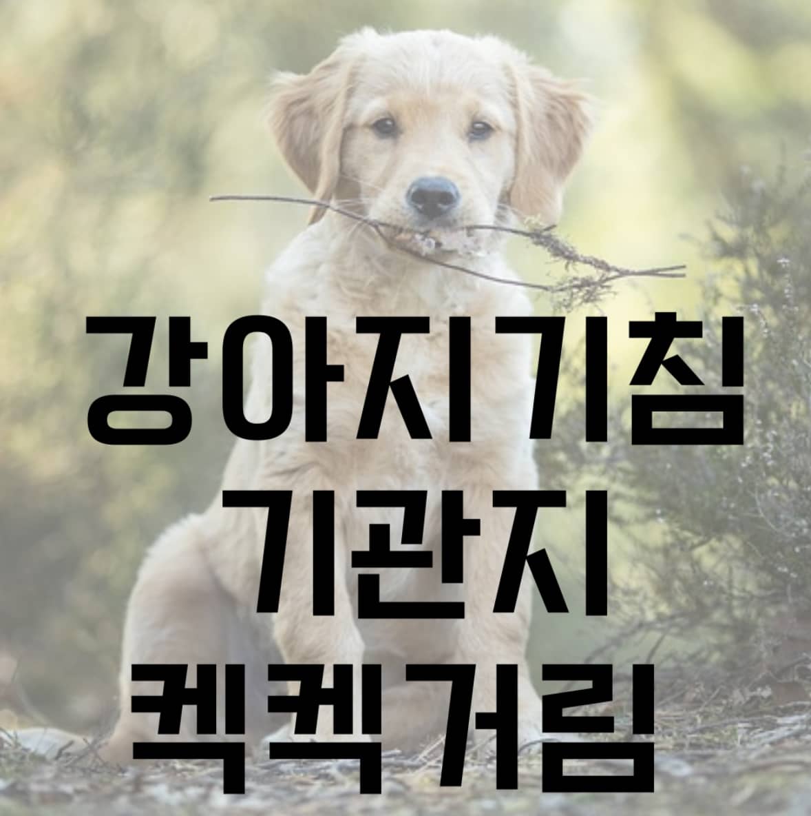강아지 기침