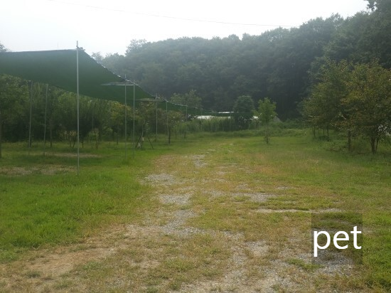 경기-파주-느티나무-그늘아래-캠핑장-예약-방법-애견-동반-가격-주소-시간-후기