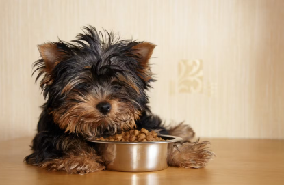 요크셔테리어의 강아지.