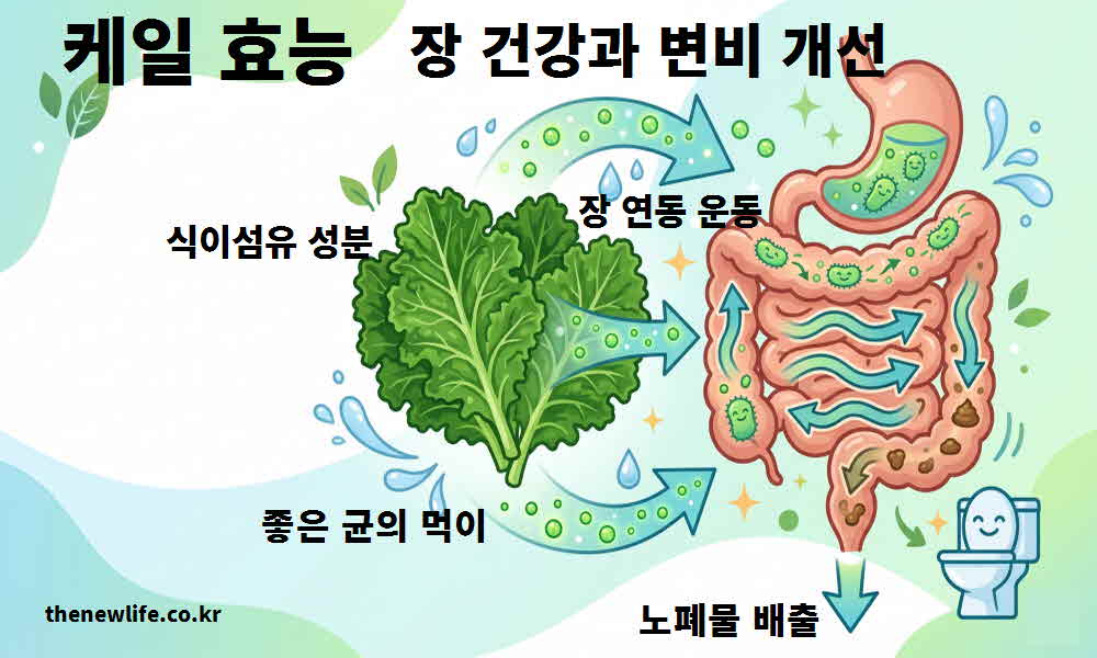 케일 효능 장 건강 변비 개선