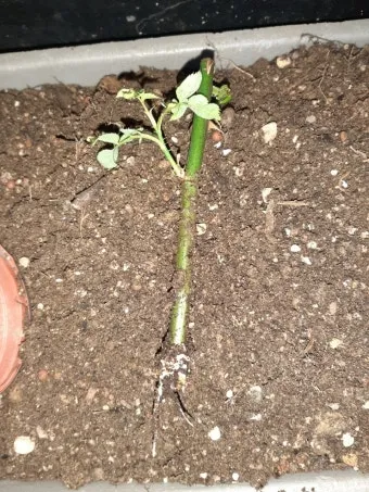 장미 삽목하는 방법 집에서 쉽게 번식하는 팁_4