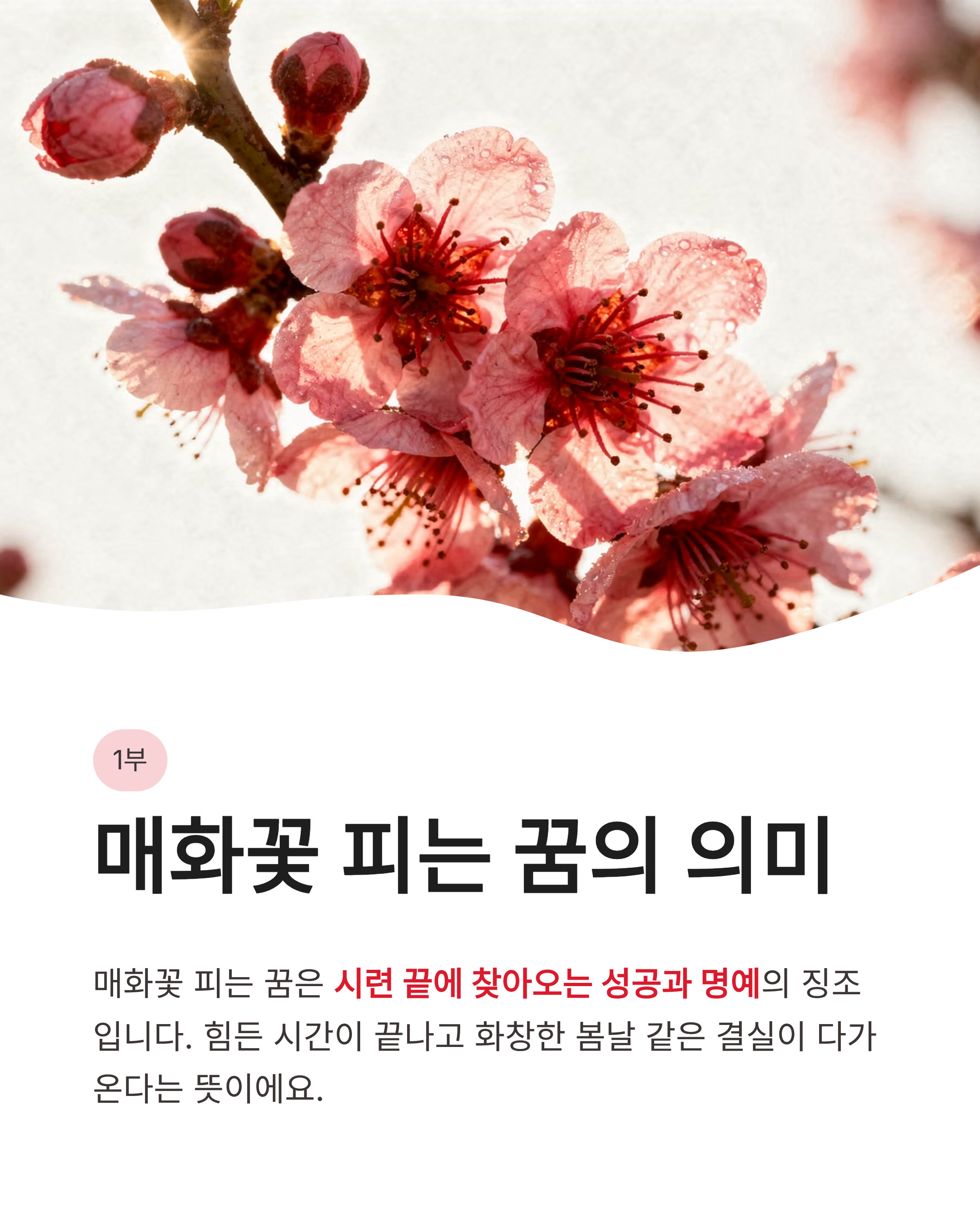 🌸 매화 꿈 해몽 , 하얀 매화꿈, 색깔별 매화꿈, 매화 태몽꿈 완벽정리
