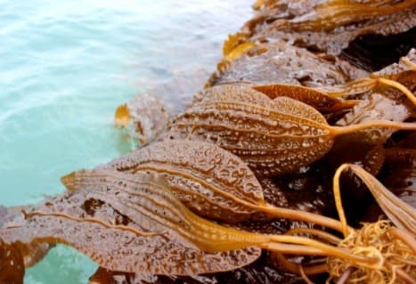 곰피 손질법 레시피까지