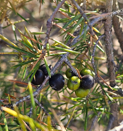 노간주나무 열매