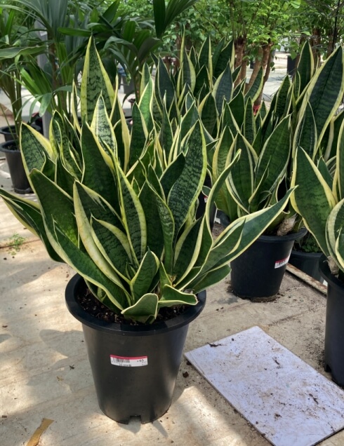 산세베리아키우기