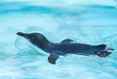 세계 펭귄의 날