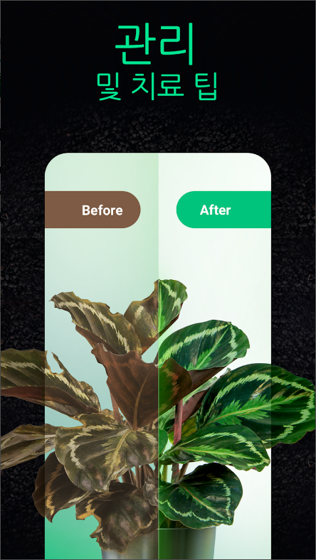 NatureID, 식물과 꽃 이름 찾기