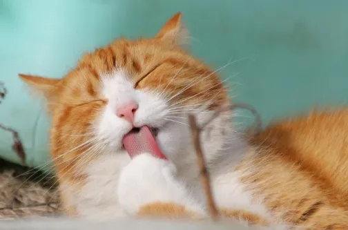 고양이-털-알레르기-원인