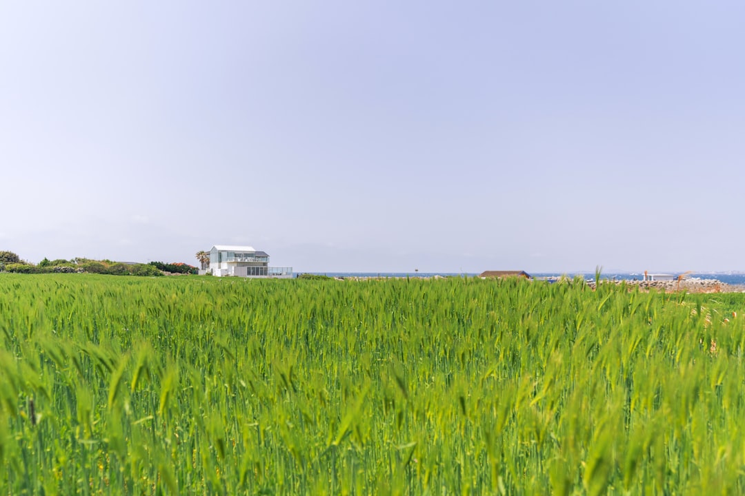 Jeju