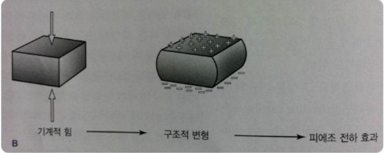 근막경선 해부학 p25