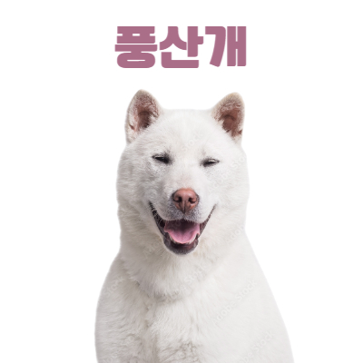 풍산개 이미지