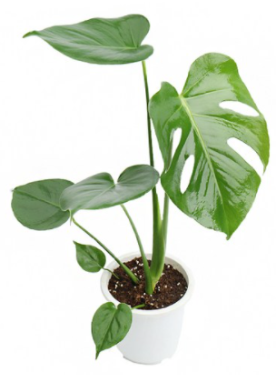 갑조네 깜짝특가 몬스테라 중품 인테리어화분 공기정화