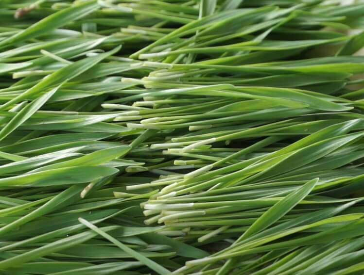 수확한 새싹보리