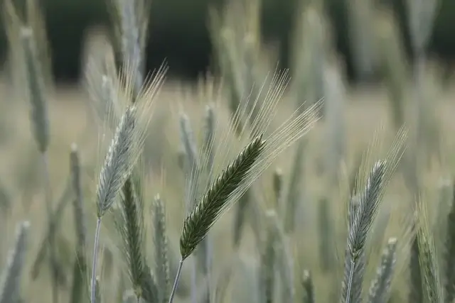 그레인온 파로 효능