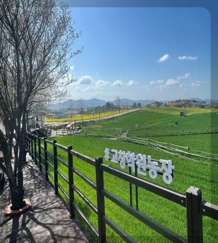 고창 청보리밭 축제_2