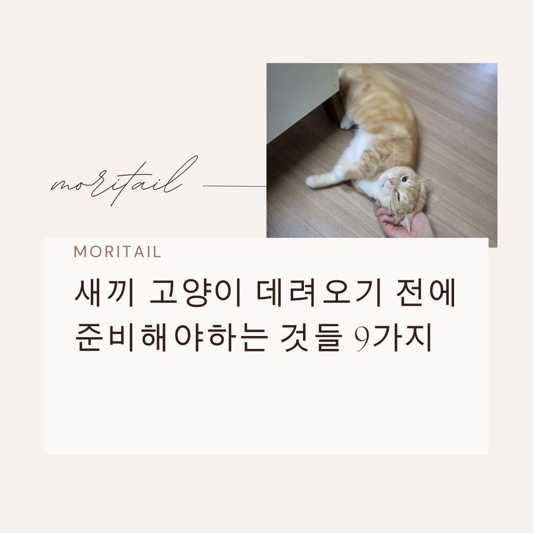 버림받은 유기묘 ,길 고양이와 친해지는 방법 10가지