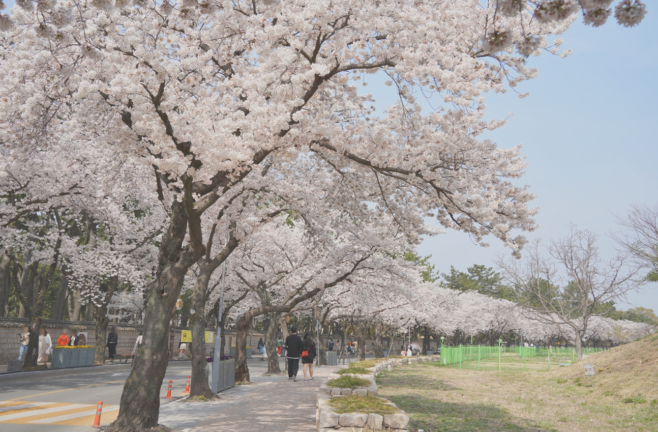 2024 경주 벚꽃 개화시기