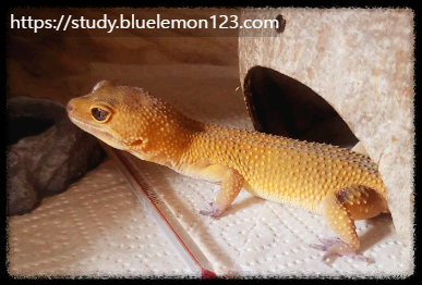 레오파드 게코 새끼 성장 속도와 단계별 관리법