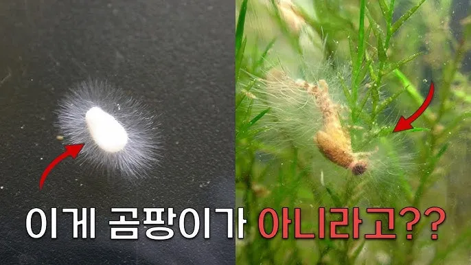장마철 곰팡이 제거방법 꿀팁 정리 완벽 가이드_2