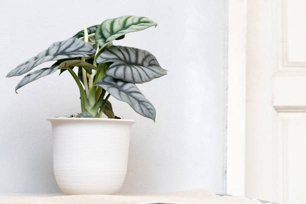 독특한 잎을 가진 희귀 관엽식물 소개와 키우는 요령을 소개하는 글