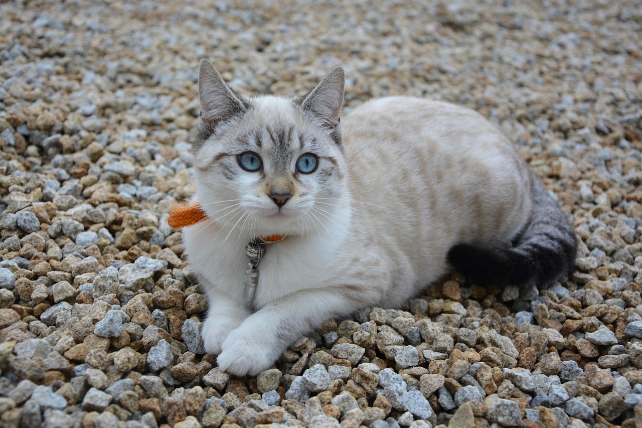 고양이 자궁축농증 주요 증상