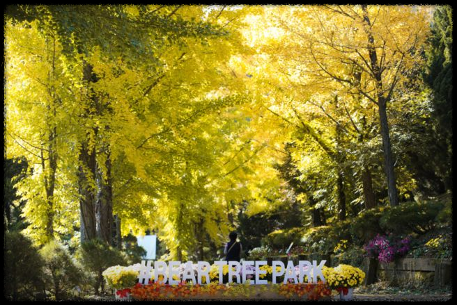 세종 베어트리 파크 단풍축제: 가이드 및 추천 코스