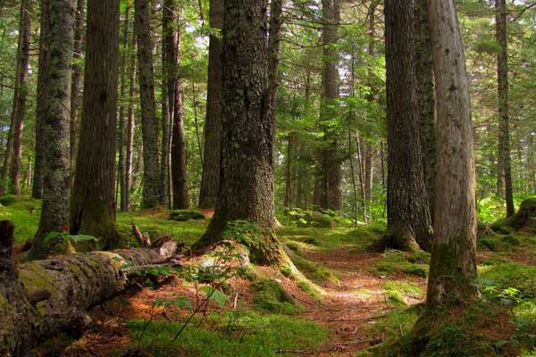 나무를 상징하는 목(木)