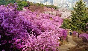 원미산 진달래 축제