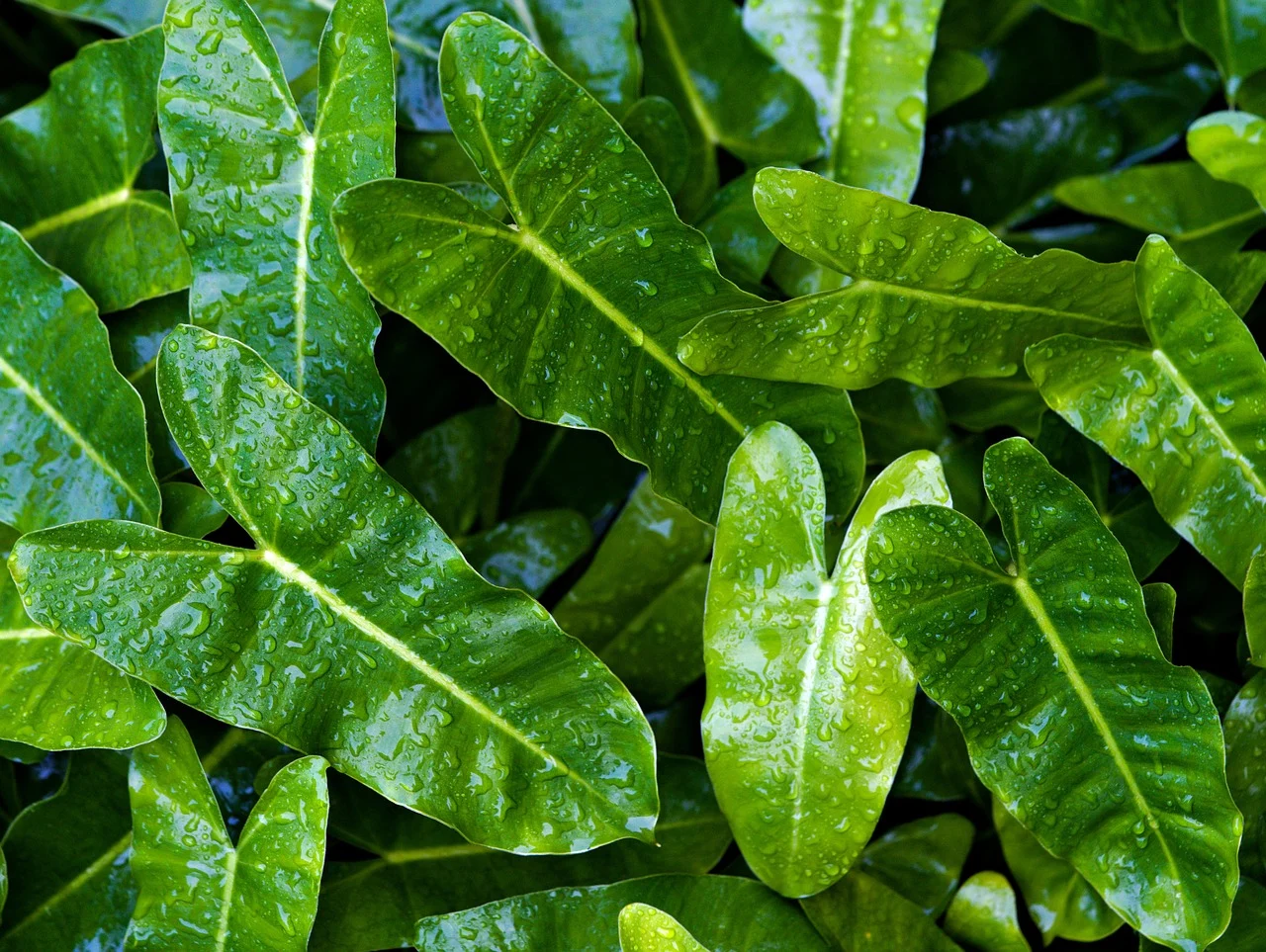 필로덴드론 잎들이 물을 맞은 사진