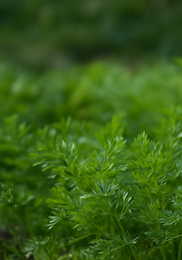 가을당근 파종시기