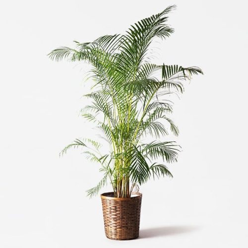 글의 이해를 돕기 위한 아레카야자 이미지