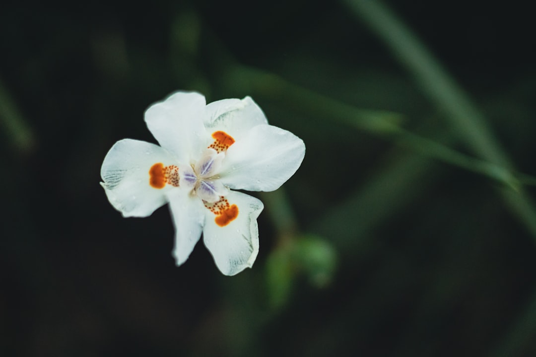 Schisandra