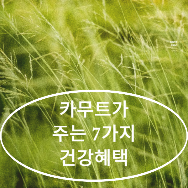 카무트효능7가지