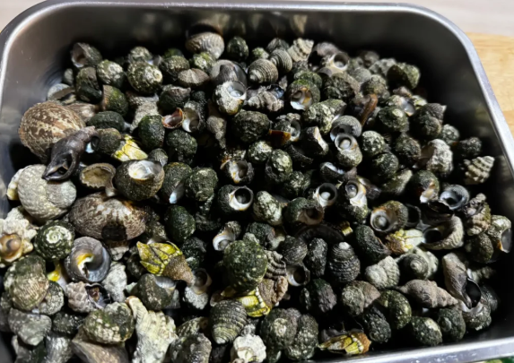 풍성하게 채집한 보말