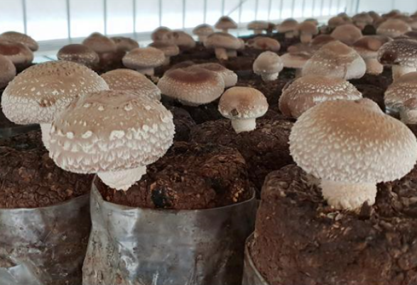 표고버섯 재배하는 사진