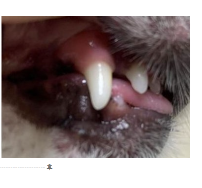 강아지 입냄새, 왜 생기고 어떻게 없앨까? 5가지 관리 팁