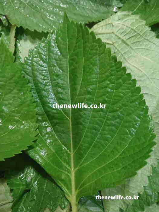 깻잎 효능 알레르기 완화 루테올린 성분