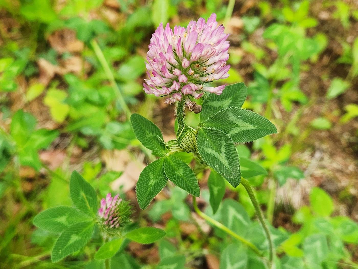 붉은토끼풀 Red Clover