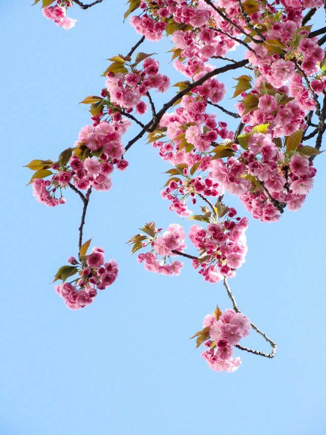 꽃 사진 9