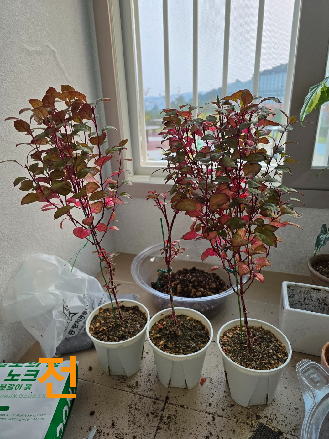 퍼플프린스분갈이 전