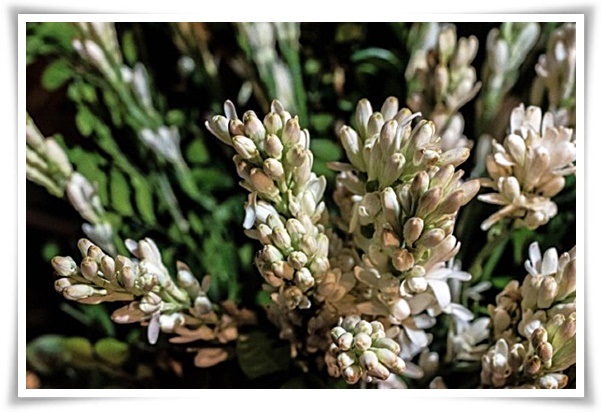 화초 &quot;튜베로즈&quot; 농염과 환락의 꽃내음, 달빛 아래 피어나는 월하향 향기의 마법!