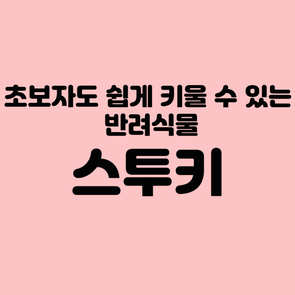 초보자도 쉽게 키울 수 있는 반려식물 Best - 스투키