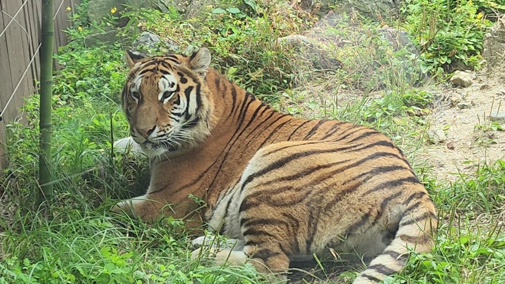 한국호랑이, 백두산의 전설은 살아 있는가?